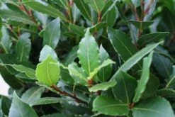 Echte Laurier Als Piramide (Laurus Nobilis) -Directplant Winkel 20120225095118 7 2