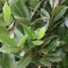 Echte Laurier Als Piramide (Laurus Nobilis) -Directplant Winkel 20120225095147 7