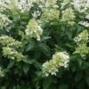 Pluimhortensia (Hydrangea Paniculata 'Unique') -Directplant Winkel 20120225112741 5 1