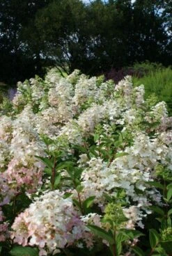 Pluimhortensia (Hydrangea Paniculata 'Unique') -Directplant Winkel 20120225112833 5