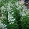Pluimhortensia (Hydrangea Paniculata 'Tardiva') -Directplant Winkel 20120225120022 2 1