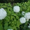 Hortensia (Hydrangea Arborescens 'Grandiflora') -Directplant Winkel 20120225121356 1 1
