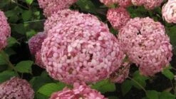 Hortensia (Hydrangea 'Pink Annabelle') -Directplant Winkel 20120225121833 1 1