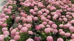 Hortensia (Hydrangea 'Pink Annabelle') -Directplant Winkel 20120225121900 1 1