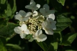 Pluimhortensia (Hydrangea Paniculata 'Dart's Little Dot') -Directplant Winkel 20120225125718 4 1
