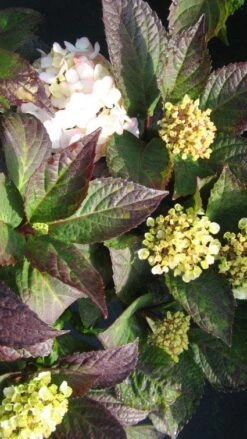 Hortensia (Hydrangea 'Preziosa') -Directplant Winkel 20120225171730 2 2