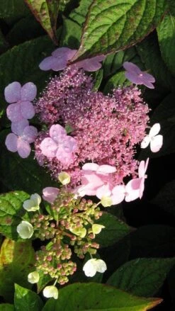 Hortensia (Hydrangea Macrophylla 'Mariesii Perfecta') -Directplant Winkel 20120225172242 2 1