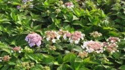 Hortensia (Hydrangea Macrophylla 'Mariesii Perfecta') -Directplant Winkel 20120225172403 2