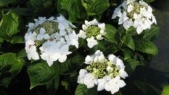 Hortensia (Hydrangea Macrophylla 'Lanarth White') 8 Hortensia (Hydrangea Macrophylla 'Lanarth White') -Directplant Winkel 20120225172705 4