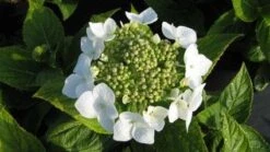 Hortensia (Hydrangea Macrophylla 'Lanarth White') 9 Hortensia (Hydrangea Macrophylla 'Lanarth White') -Directplant Winkel 20120225172724 4 2