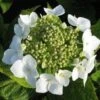 Hortensia (Hydrangea Macrophylla 'Teller White') -Directplant Winkel 20120225173140 4 2