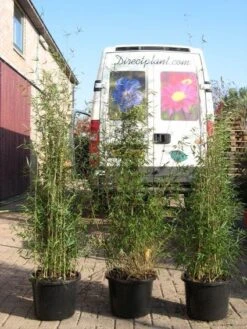 Niet Woekerende Bamboe (Fargesia 'Jiuzhaigou') -Directplant Winkel 20120226104653 4