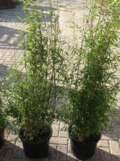 Niet Woekerende Bamboe (Fargesia 'Jiuzhaigou') -Directplant Winkel 20120226104717 4 1