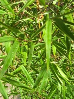 Niet Woekerende Bamboe (Fargesia 'Jiuzhaigou') -Directplant Winkel 20120226104740 4 1