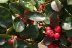 Bergthee / Patrijzenbes (Gaultheria Procumbens) -Directplant Winkel 20120226104835 2 1