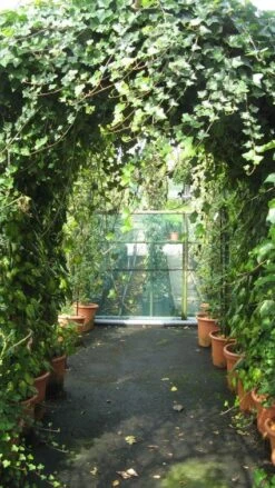 Klimop In Boogvorm (Hedera Hibernica) -Directplant Winkel 20120226104942 1