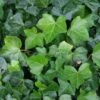 Klimop Als Prieel (Hedera Hibernica) -Directplant Winkel 20120226105214 1