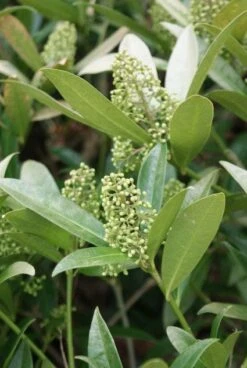 Skimmia (Skimmia Confusa 'Kew Green') -Directplant Winkel 20120228154247 3 2