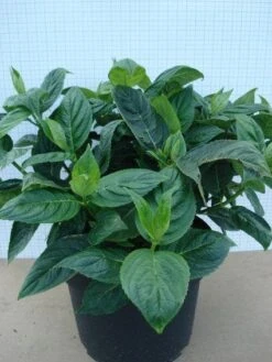 Hortensia (Hydrangea Macrophylla 'Lanarth White') 11 Hortensia (Hydrangea Macrophylla 'Lanarth White') -Directplant Winkel 20120305134546 4 2