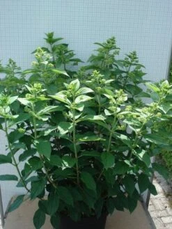 Pluimhortensia (Hydrangea Paniculata 'Unique') -Directplant Winkel 20120305135303 5