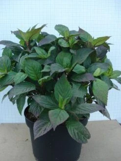 Hortensia (Hydrangea 'Preziosa') -Directplant Winkel 20120305135330 2 2