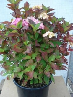 Hortensia (Hydrangea 'Preziosa') -Directplant Winkel 20120305135348 2 1