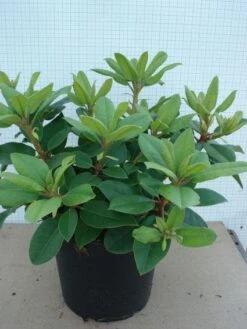 Rhododendron (Rhododendron Catawbiense 'Boursault') -Directplant Winkel 20120305135536 2