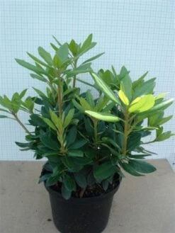 Rhododendron (Rhododendron Catawbiense 'Grandiflorum') -Directplant Winkel 20120305135657 13