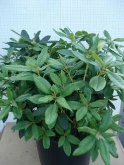 Rhododendron (Rhododendron 'Percy Wiseman') -Directplant Winkel 20120305140017 1