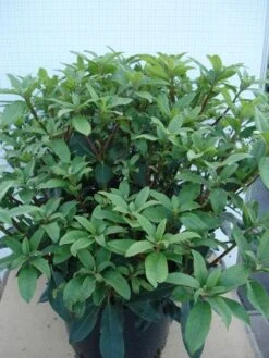 Bosrhododendron (Rhododendron Ponticum 'Roseum') 12 Bosrhododendron (Rhododendron Ponticum 'Roseum') -Directplant Winkel 20120305140047 3