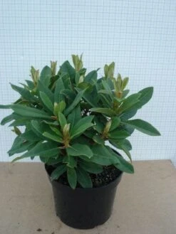 Rhododendron (Rhododendron 'Red Jack') -Directplant Winkel 20120305140117 2 1