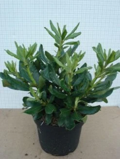 Rhododendron (Rhododendron 'Nova Zembla') -Directplant Winkel 20120305140253 7 3