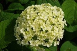 Hortensia (Hydrangea 'Strong Annabelle') -Directplant Winkel 20120716105647 1 1