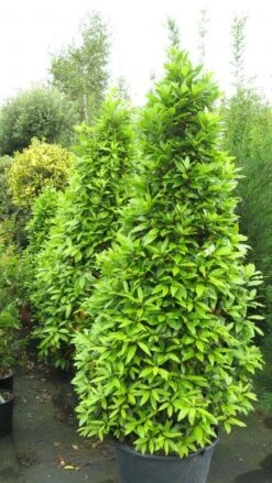 Echte Laurier Als Piramide (Laurus Nobilis) -Directplant Winkel 20120821144442 7 2