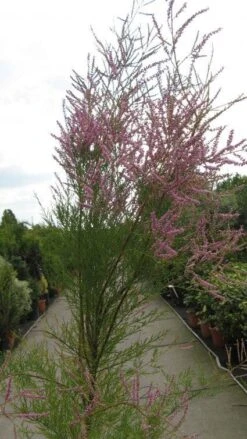 Tamarisk (Tamarix Ramosissima) -Directplant Winkel 20120821144844 3