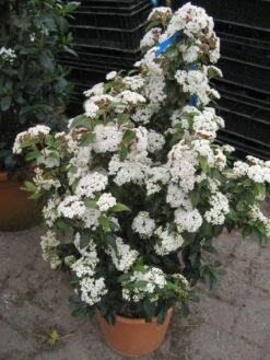 Groenblijvende Sneeuwbal (Viburnum Tinus 'Eve Price') 18 Groenblijvende Sneeuwbal (Viburnum Tinus 'Eve Price') -Directplant Winkel 20120821145045 50 10 1