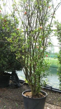 Granaatappel Als Struik (Punica Granatum) -Directplant Winkel 20120821153129 7