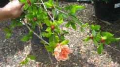 Granaatappel Als Struik (Punica Granatum) -Directplant Winkel 20120821153145 7