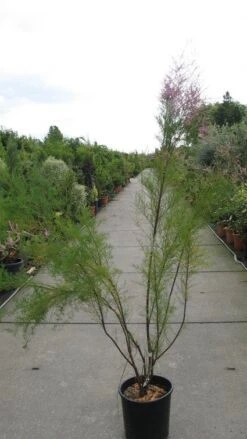 Tamarisk (Tamarix Ramosissima) -Directplant Winkel 20120821153712 3