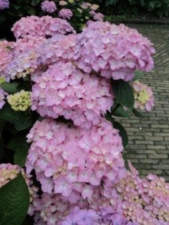 Hortensia (Hydrangea 'Endless Summer' Roze) -Directplant Winkel 20120826131346 1 1