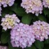 Hortensia (Hydrangea 'Endless Summer' Roze) -Directplant Winkel 20120826131421 1 1
