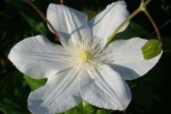 Bosrank (Clematis 'Madame Le Coultre') -Directplant Winkel 20120903131948 1