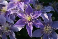 Bosrank (Clematis 'Justa') -Directplant Winkel 20120919134614 1