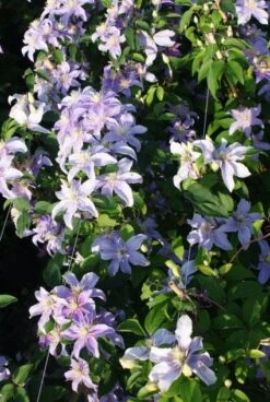 Bosrank (Clematis 'Justa') 10 Bosrank (Clematis 'Justa') -Directplant Winkel 20120919134633 1 2