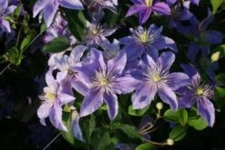 Bosrank (Clematis 'Justa') -Directplant Winkel 20120919134649 1