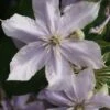 Bosrank (Clematis 'Justa') -Directplant Winkel 20120919134711 1 1