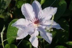 Bosrank (Clematis 'Snow Queen') -Directplant Winkel 20120919152528 1