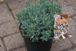 Lavendelheide (Andromeda Polifolia 'Blue Ice') -Directplant Winkel 20120920104257 1