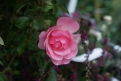 Trosroos (Rosa 'Bonica 82') -Directplant Winkel 20121002143948 1