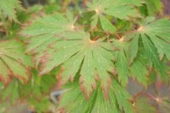 Japanse Esdoorn (Acer Japonicum 'Aconitifolium') -Directplant Winkel 20121003153607 10 1